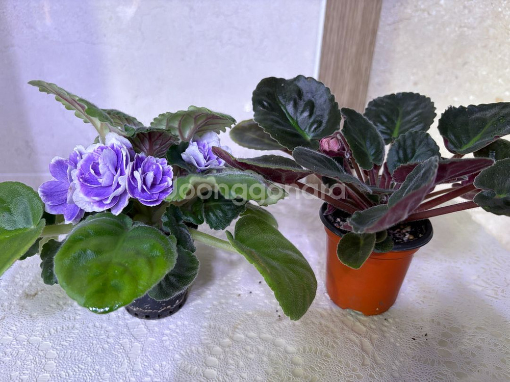 러시아 바이올렛 2종 일괄--2