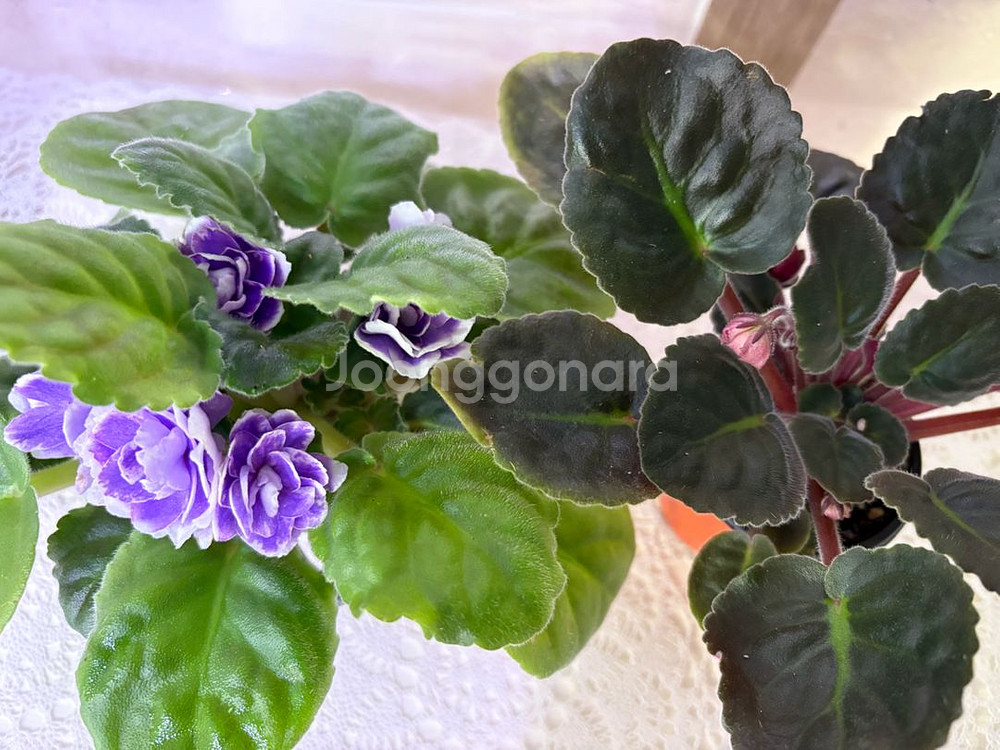 러시아 바이올렛 2종 일괄--3