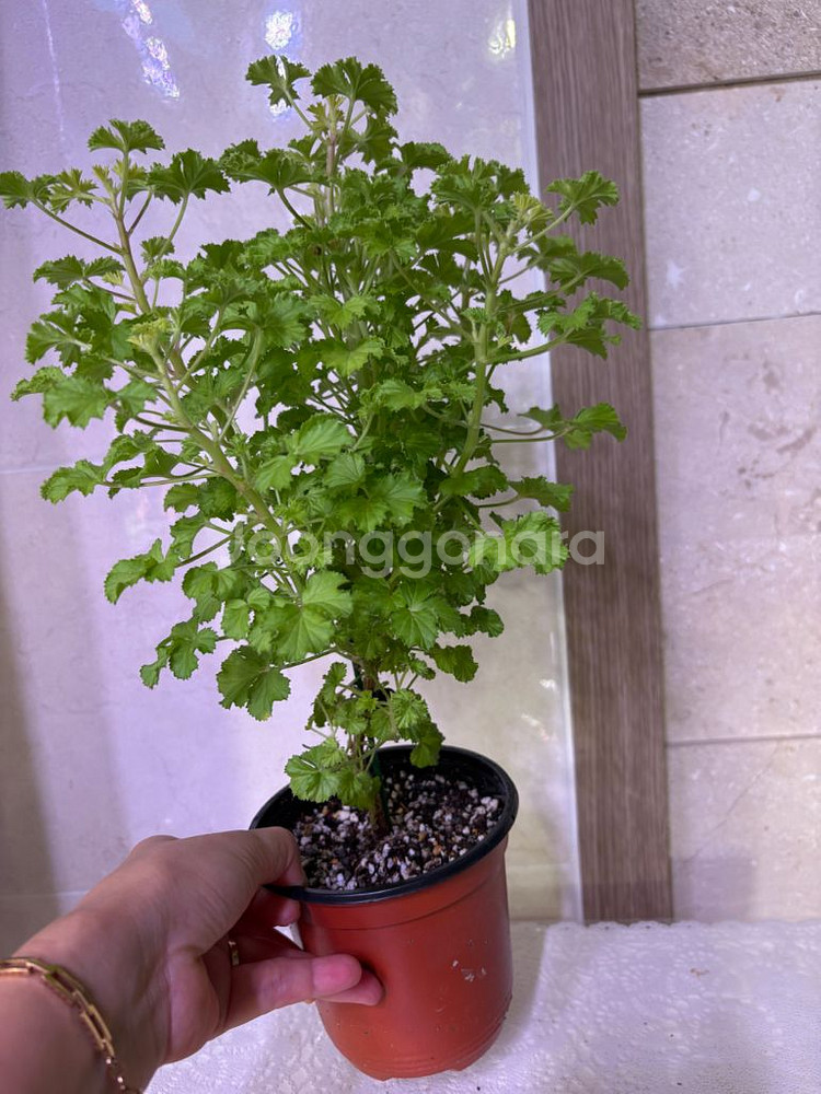 리갈제라늄 벅스웰골든애니버셔리(벅골애) 대형--0