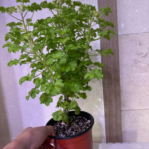 리갈제라늄 벅스웰골든애니버셔리(벅골애) 대형