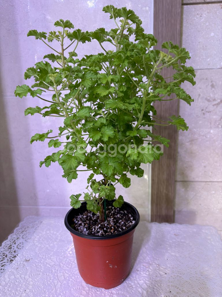 리갈제라늄 벅스웰골든애니버셔리(벅골애) 대형--1