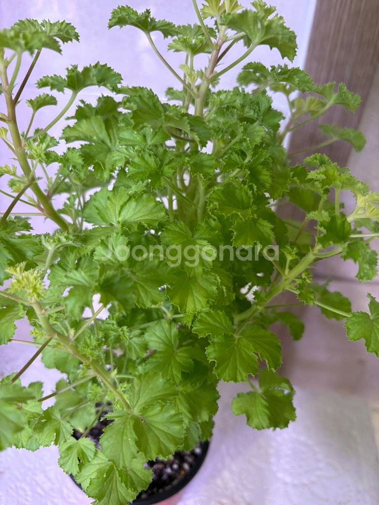 리갈제라늄 벅스웰골든애니버셔리(벅골애) 대형--2