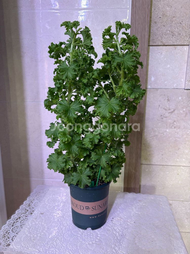 리갈제라늄 콴탁퍼팩션 대형--0