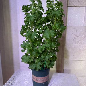 리갈제라늄 콴탁퍼팩션 대형