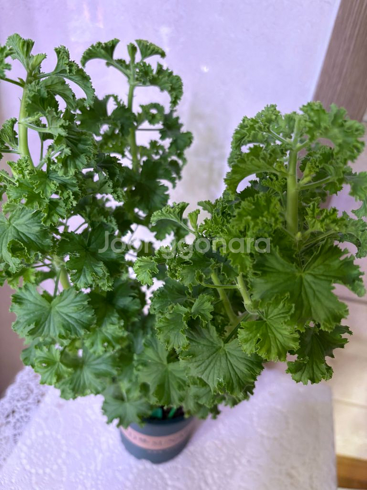 리갈제라늄 콴탁퍼팩션 대형--1