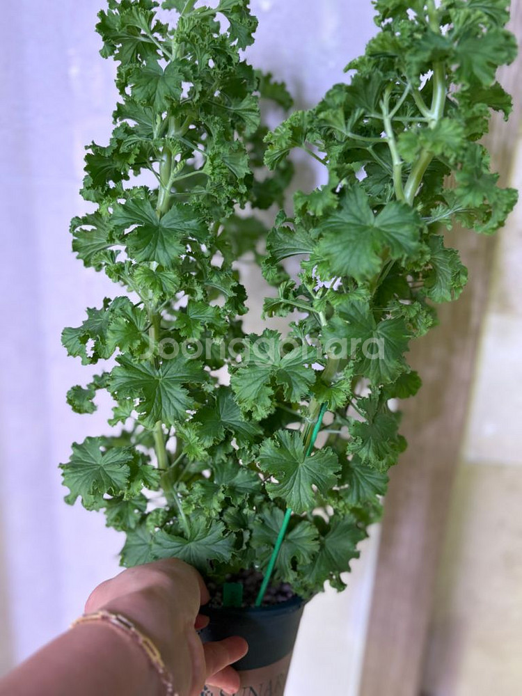 리갈제라늄 콴탁퍼팩션 대형--2