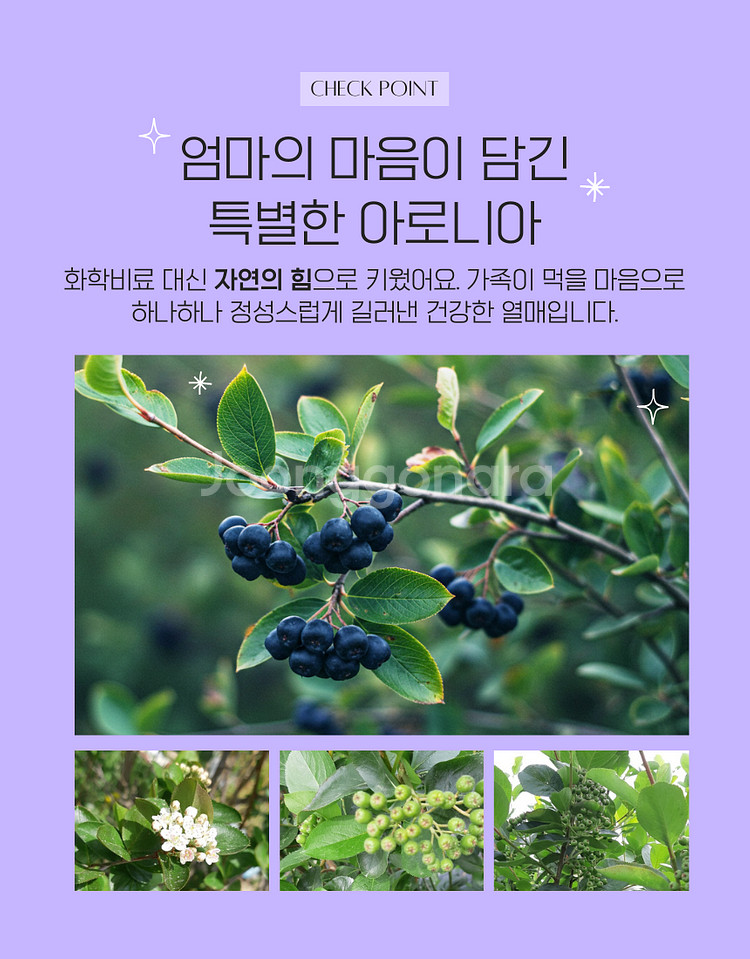아로니아생과 1키로단위/대용량10kg~50kg판매--1