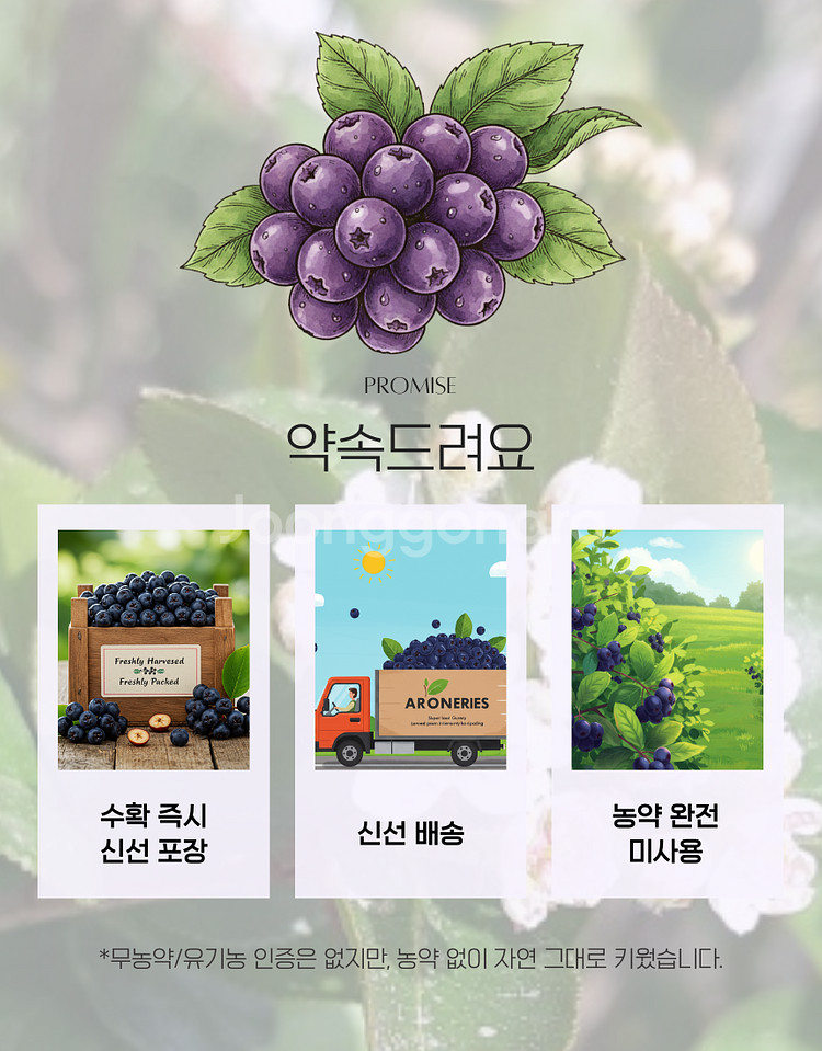 아로니아생과 1키로단위/대용량10kg~50kg판매--6
