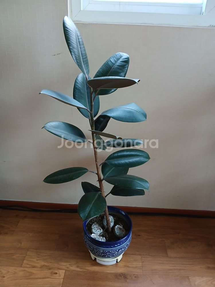 고무나무 공기정화식물 미세먼지제거식물 관상식물 중형식물--0