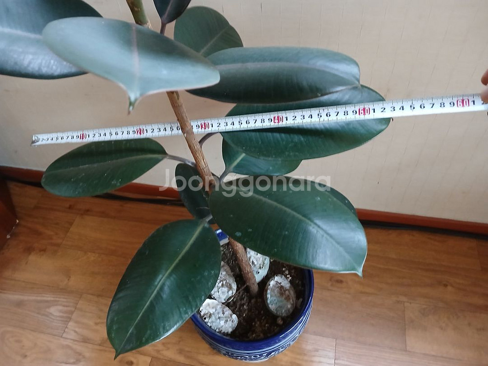 고무나무 공기정화식물 미세먼지제거식물 관상식물 중형식물--1