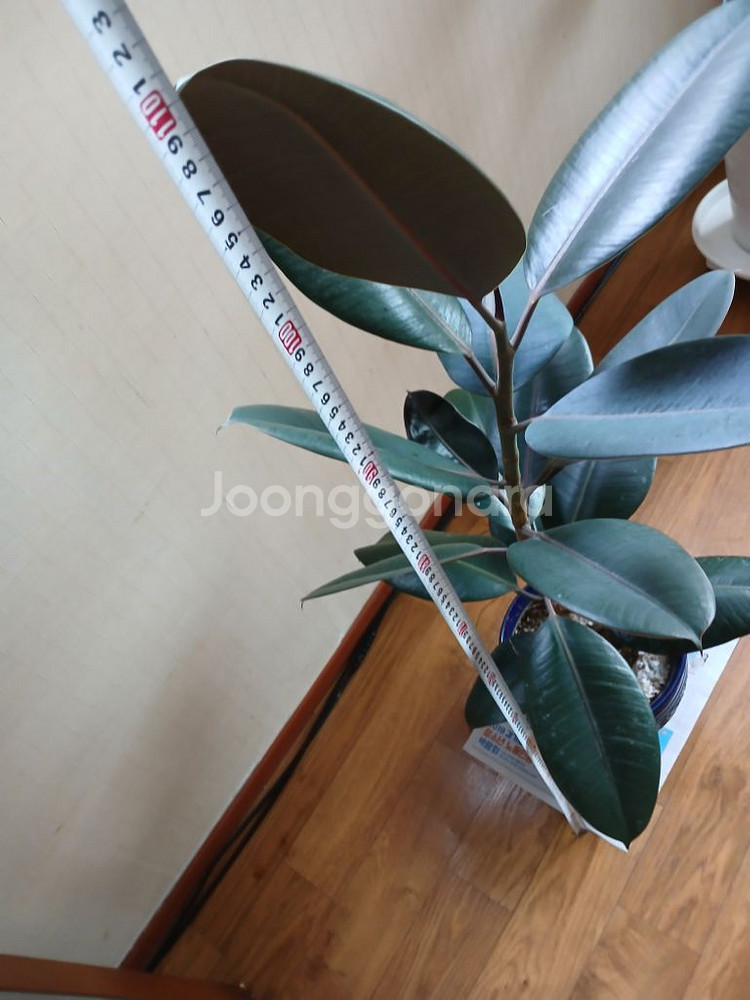 고무나무 공기정화식물 미세먼지제거식물 관상식물 중형식물--3