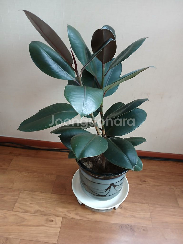 고무나무 인도고무나무 공기정화식물 미세먼지제거식물--0