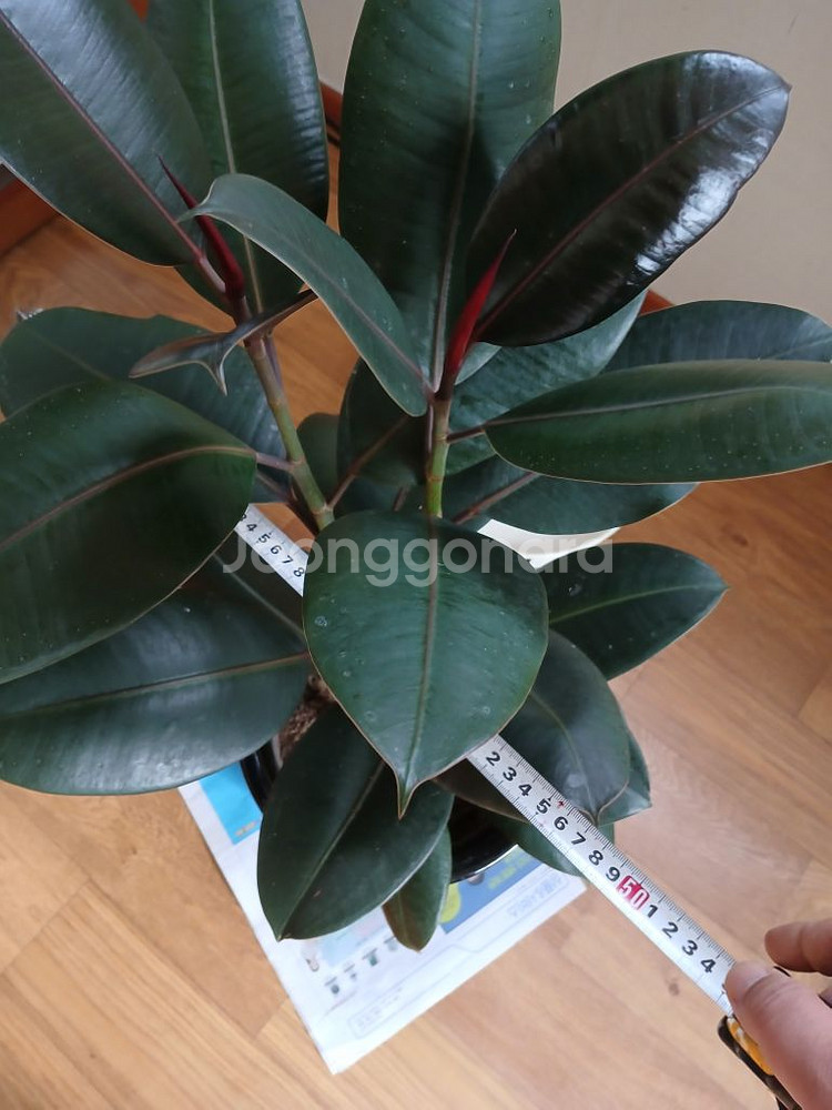 고무나무 인도고무나무 공기정화식물 미세먼지제거식물--1