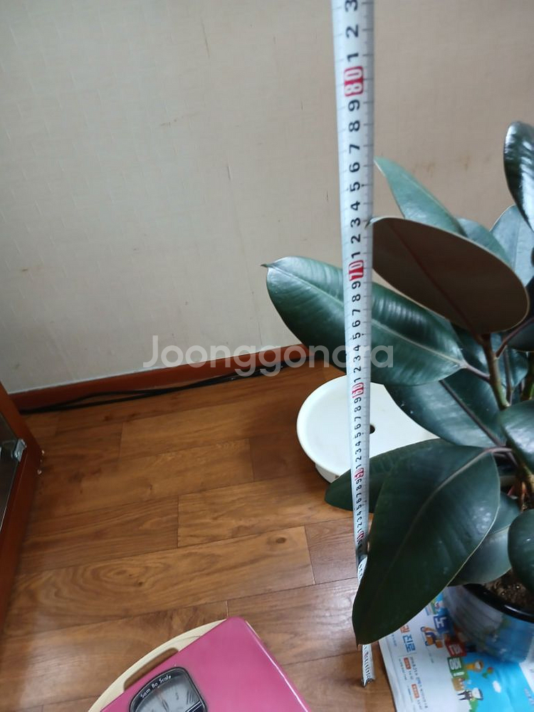 고무나무 인도고무나무 공기정화식물 미세먼지제거식물--2