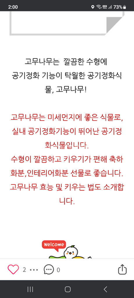 고무나무 인도고무나무 공기정화식물 미세먼지제거식물--5