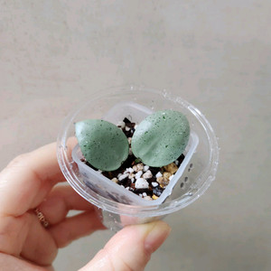 호야라쿠노사 민트코인