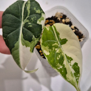 마하라니 바리에가타