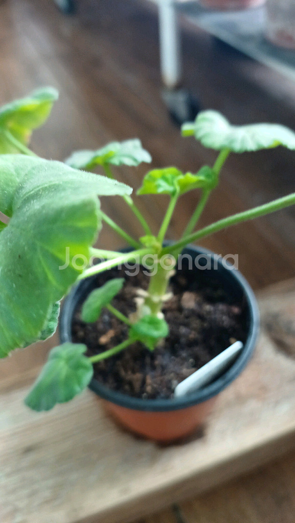 계절인연 한국제라늄--3