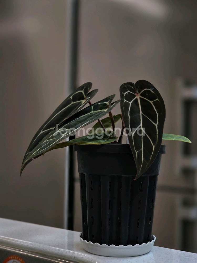 안스리움 미쉘자라 x 칼라블랙키--2