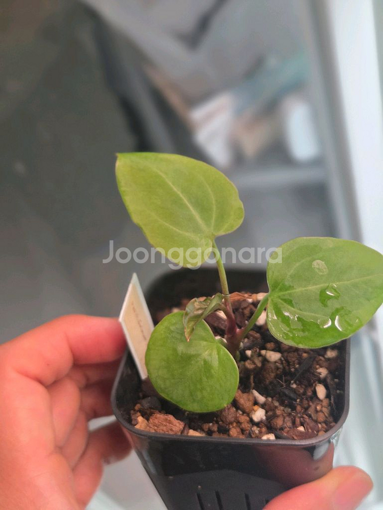 안스리움 파필 하브--0