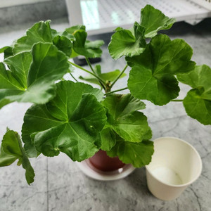Ta러브스토리(모주급대품)제라늄