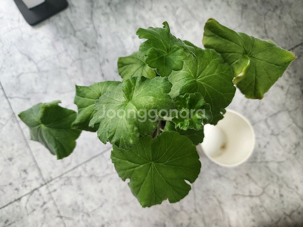 맛있는 조각 제라늄--2