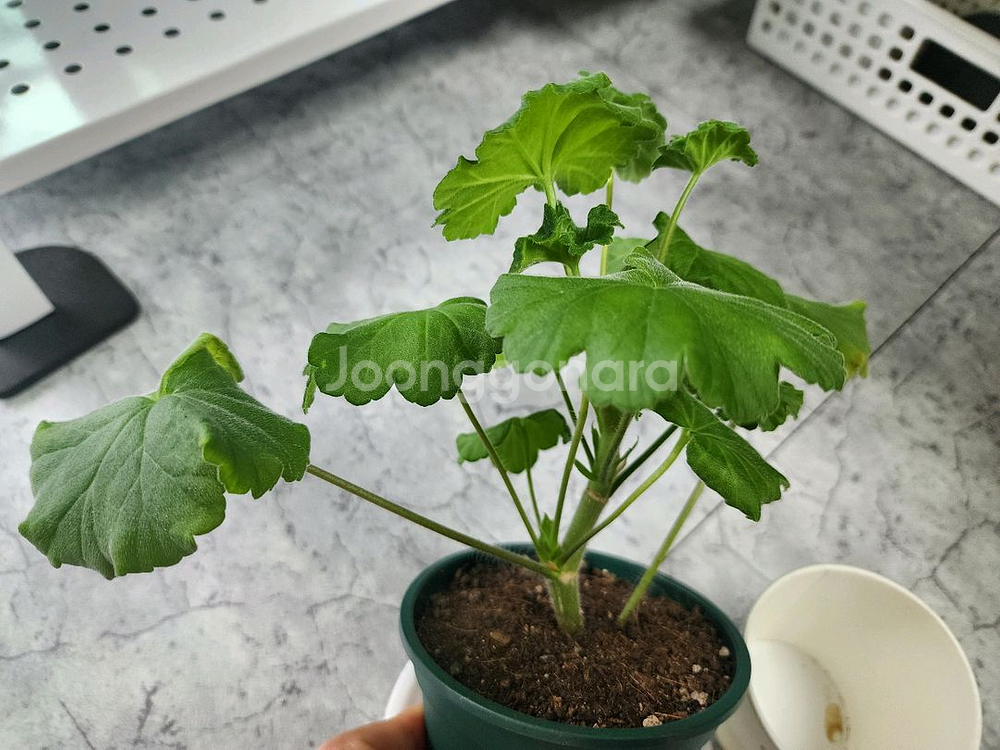 맛있는 조각 제라늄--1