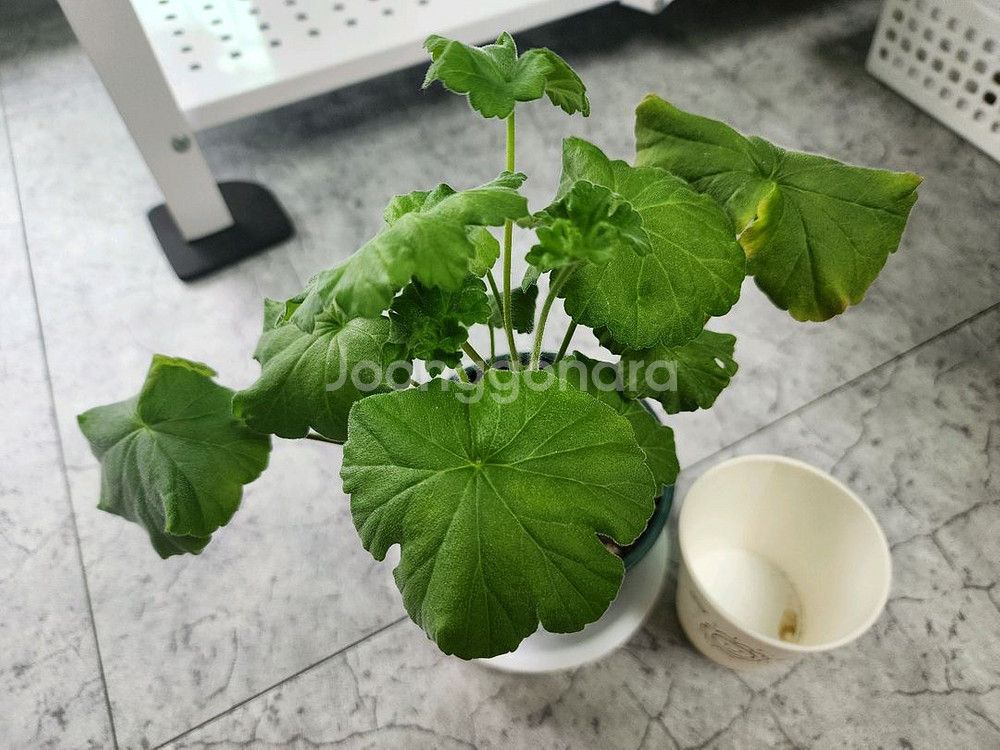 맛있는 조각 제라늄--3