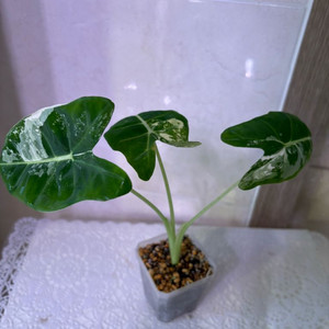 알로카시아 무늬프라이덱