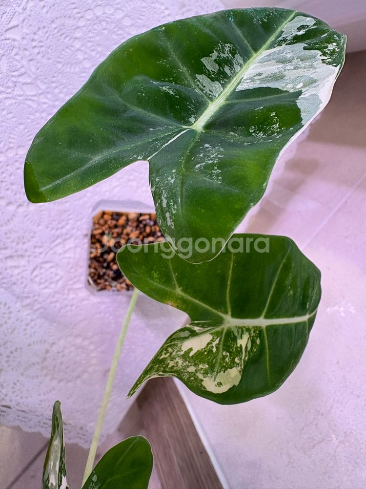 알로카시아 무늬프라이덱--1