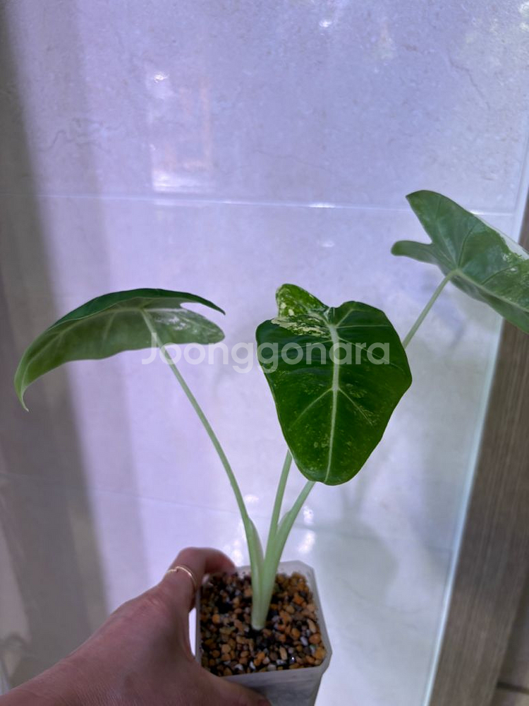 알로카시아 무늬프라이덱--3