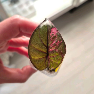 알로카시아 세렌디피티 바리에가타