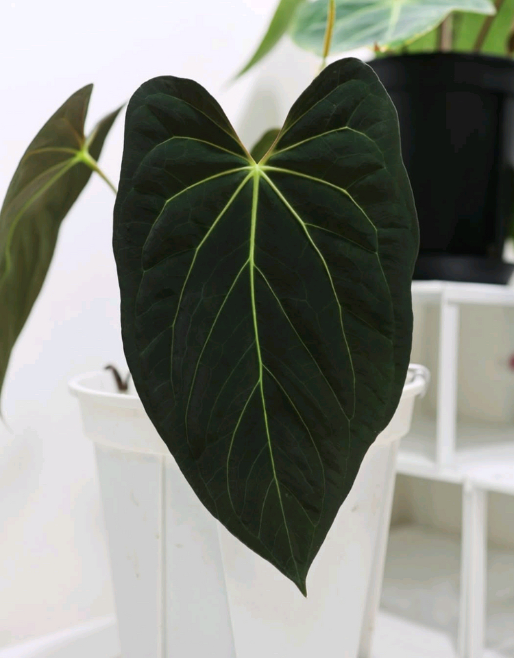 안스리움 파필하브 파필 다크폼--6