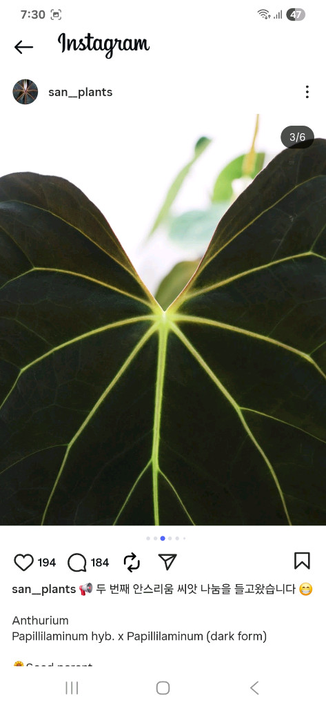 안스리움 파필하브 파필 다크폼--7