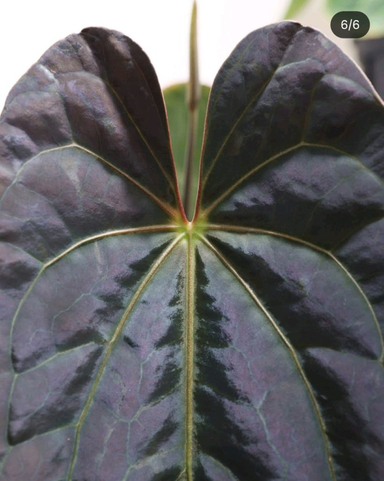 안스리움 파필하브 파필 다크폼--9