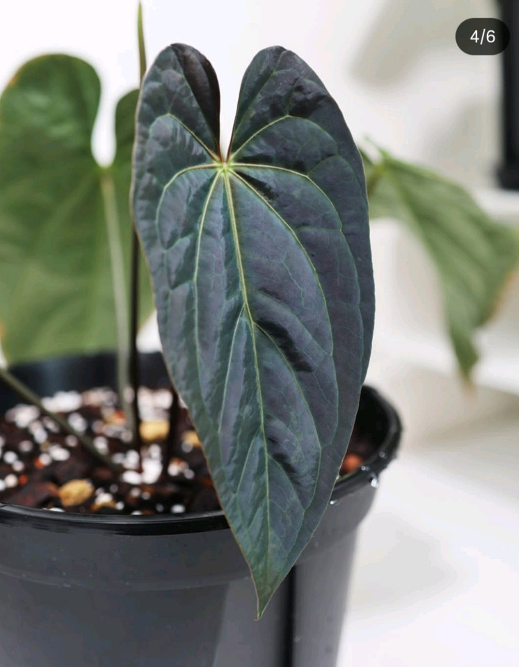 안스리움 파필하브 파필 다크폼--8