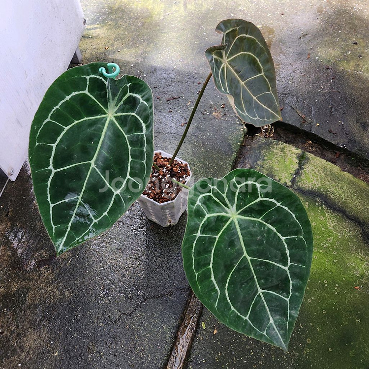 안스리움 레크 포게티 다크폼--2