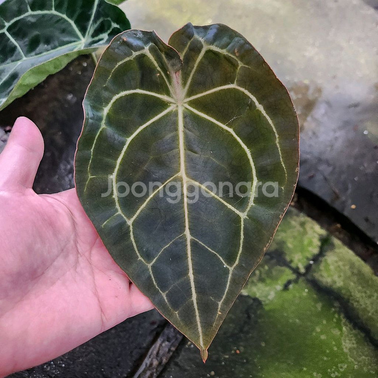 안스리움 레크 포게티 다크폼--3