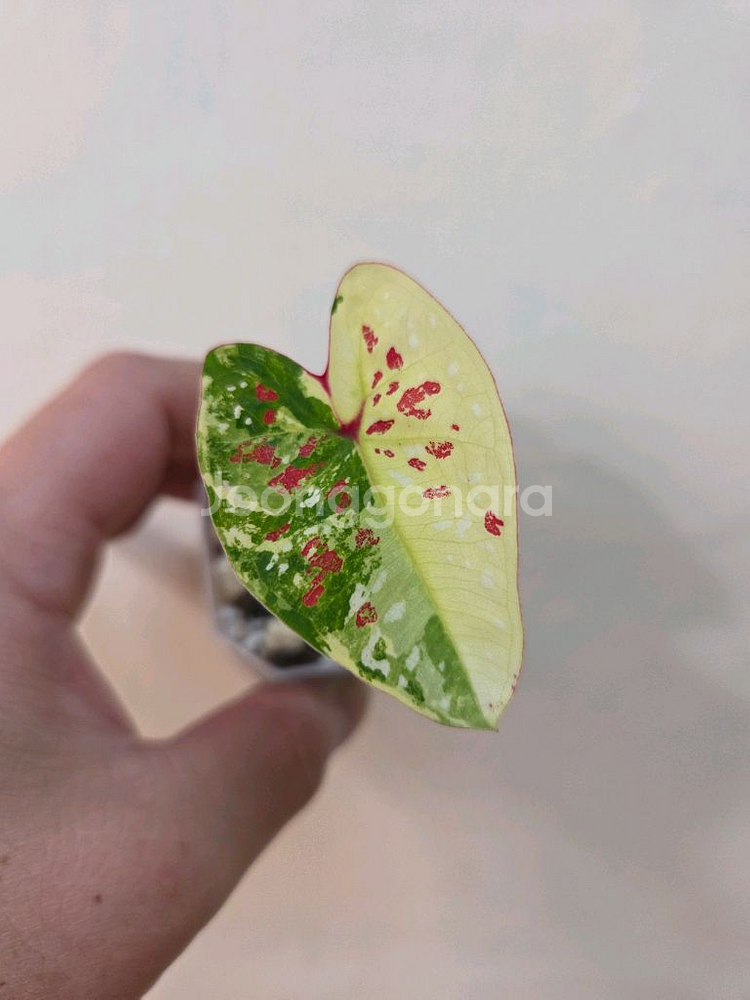 칼라디움 억만장자--0