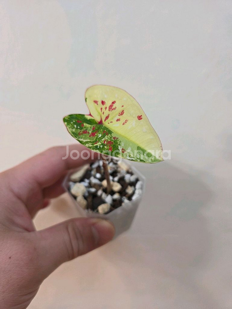 칼라디움 억만장자--1