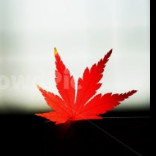 메랜 메이플랜드 레어닉 닉네임 삽니다. (두글자 s급) 이미지