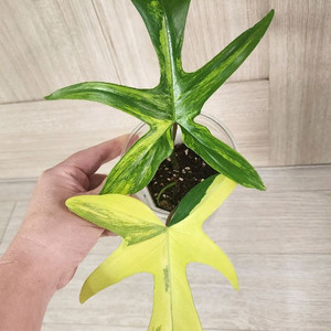 플로리다 뷰티 바리에가타