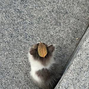 에어팟 프로2팔아요