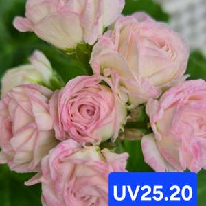 UV25.20 러시아제라늄