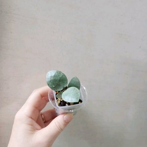 호야민트코인