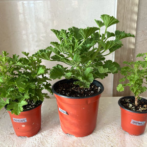 리갈제라늄(블랙뷰티+콴탁메이)+엔젤아이스퍼퓸 3종일괄