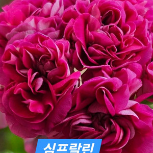 심프랄린 러시아제라늄