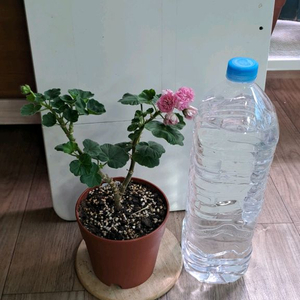 체인징윈드 러시아 제라늄 중대품