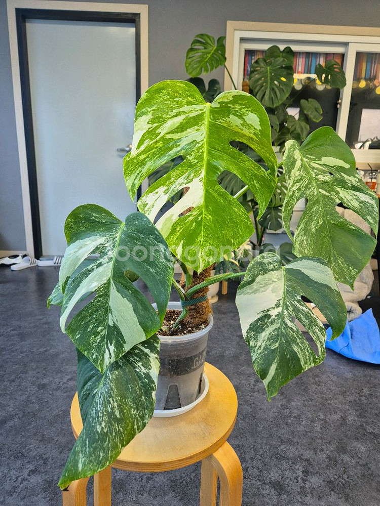 알보 몬스테라--0