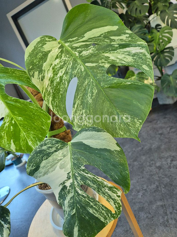 알보 몬스테라--2